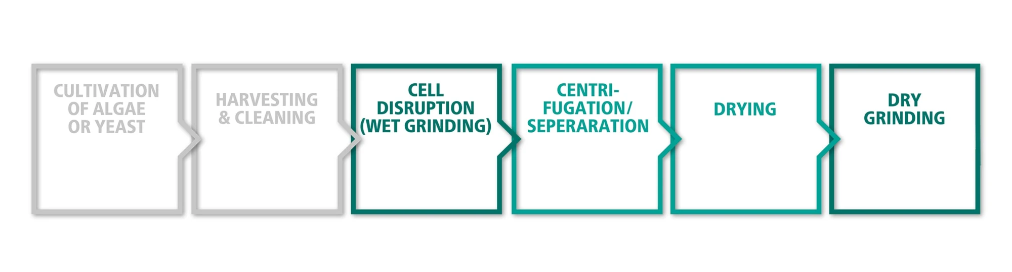 Cell Disruption Process