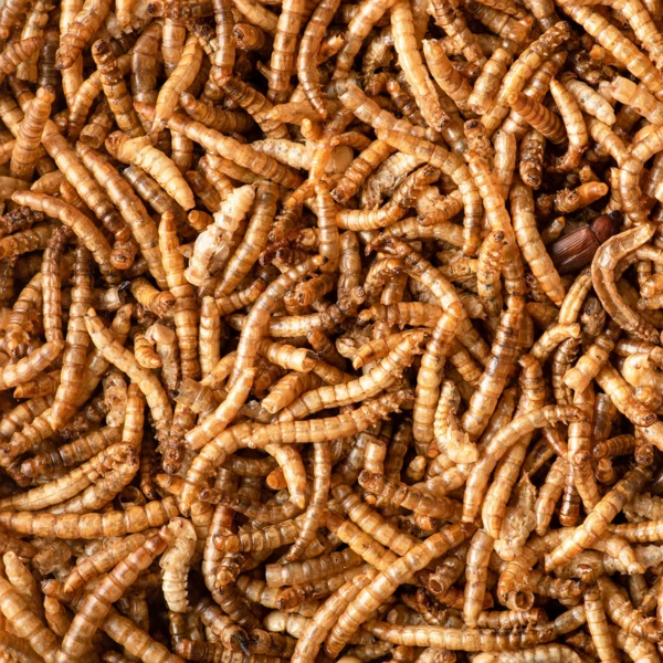 Protéines d'insectes